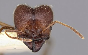 Media type: image;   Entomology 30789 Aspect: head frontal view